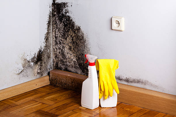 Anna, TX Mold Inspection, Removal & Remediation Company